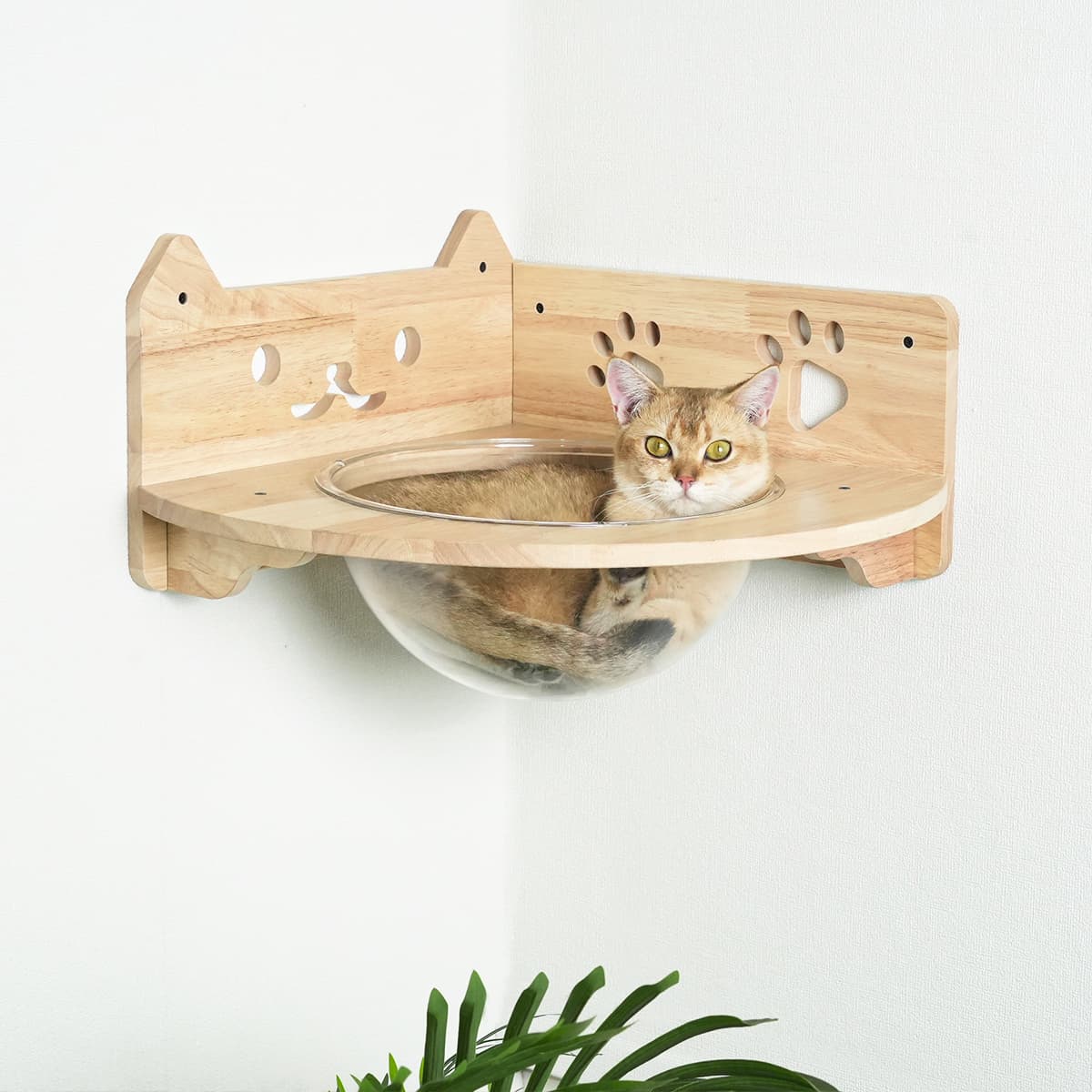 Estantes para gatos PETOMG, estantes para gatos DIY de madera de caucho | Juego de pared para gatos