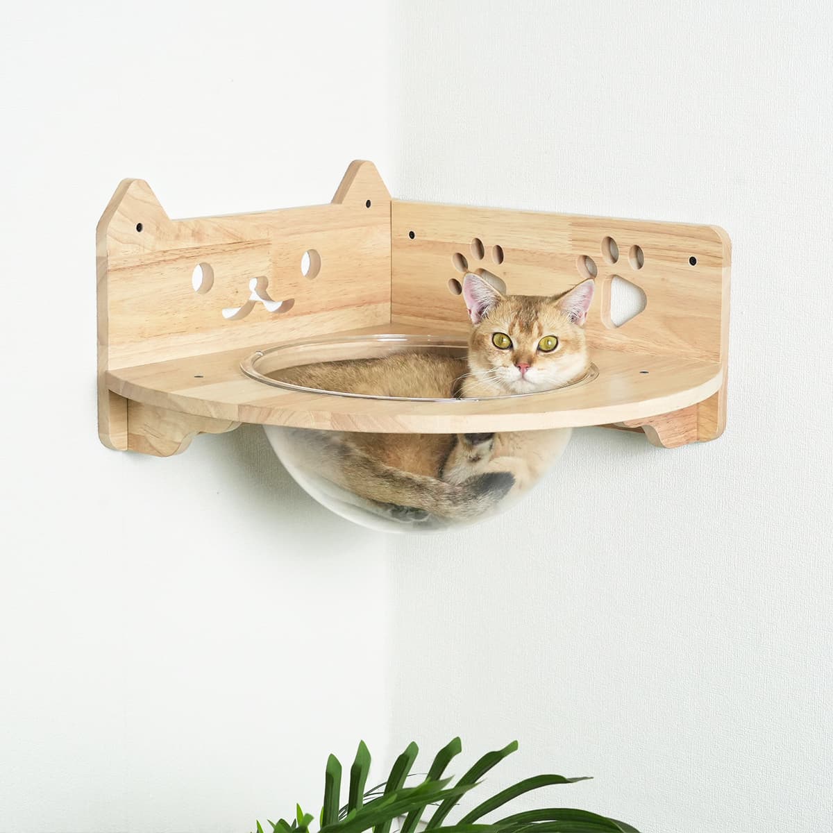 Cat Shelf Extension PETOMG DIY Cat Shelves, Rubberwood Cat Wall Furniture| Cat Wall Mounte ...
