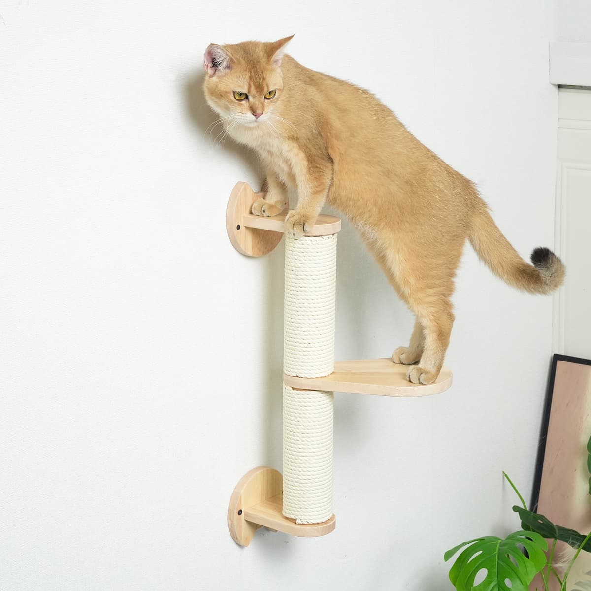 PETOMG Poste rascador para gatos, estantes de pared para gatos, paseos para gatos | Madera de caucho