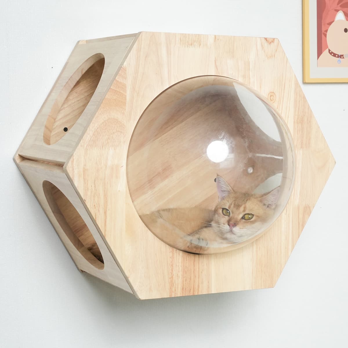 PETOMG Casa de pared para gatos, percha para gatos, estante grande para gatos con nave espacial | Madera de caucho