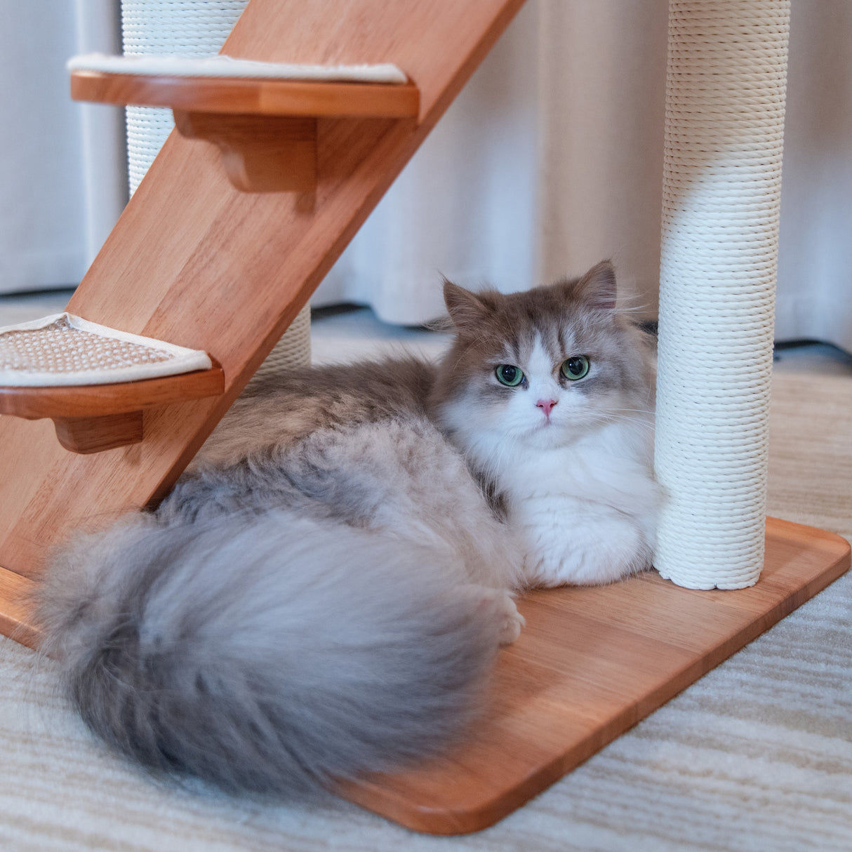 PETOMG Árbol para Gatos de Madera de Goma del Piso al Techo, sin Perforaciones, Altura Ajustable (230 cm - 280 cm)