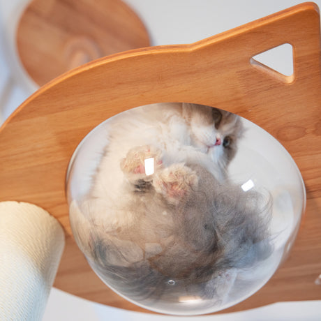 PETOMG Árbol para Gatos de Madera de Goma del Piso al Techo, sin Perforaciones, Altura Ajustable (230 cm - 280 cm)