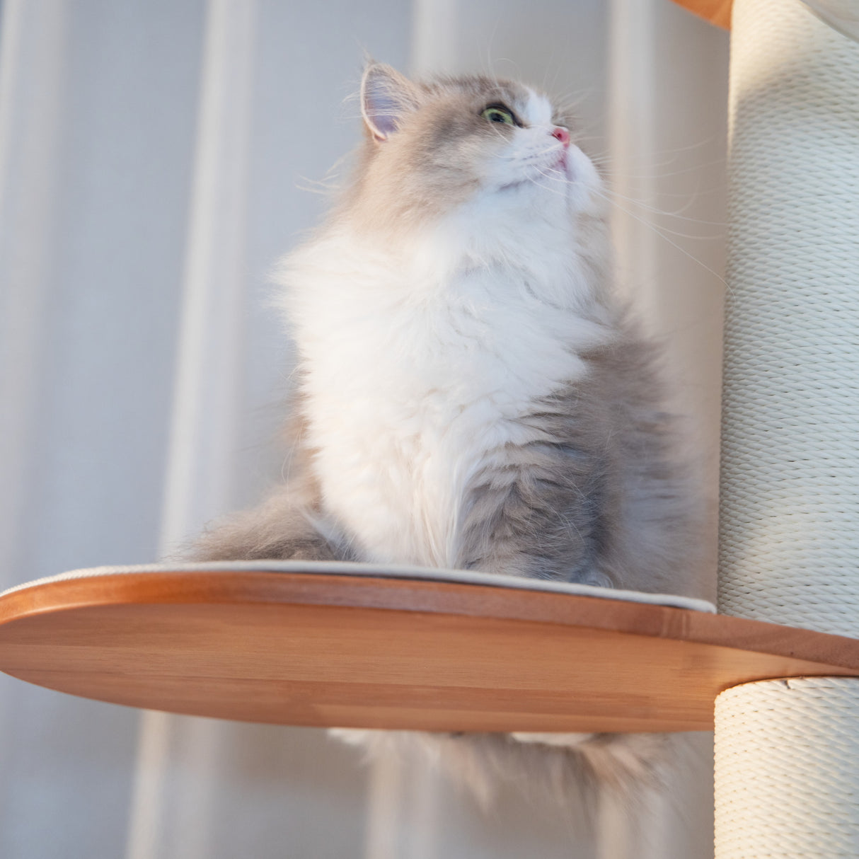 PETOMG Árbol para Gatos de Madera de Goma del Piso al Techo, sin Perforaciones, Altura Ajustable (230 cm - 280 cm)