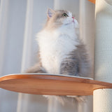 PETOMG Árbol para Gatos de Madera de Goma del Piso al Techo, sin Perforaciones, Altura Ajustable (230 cm - 280 cm)