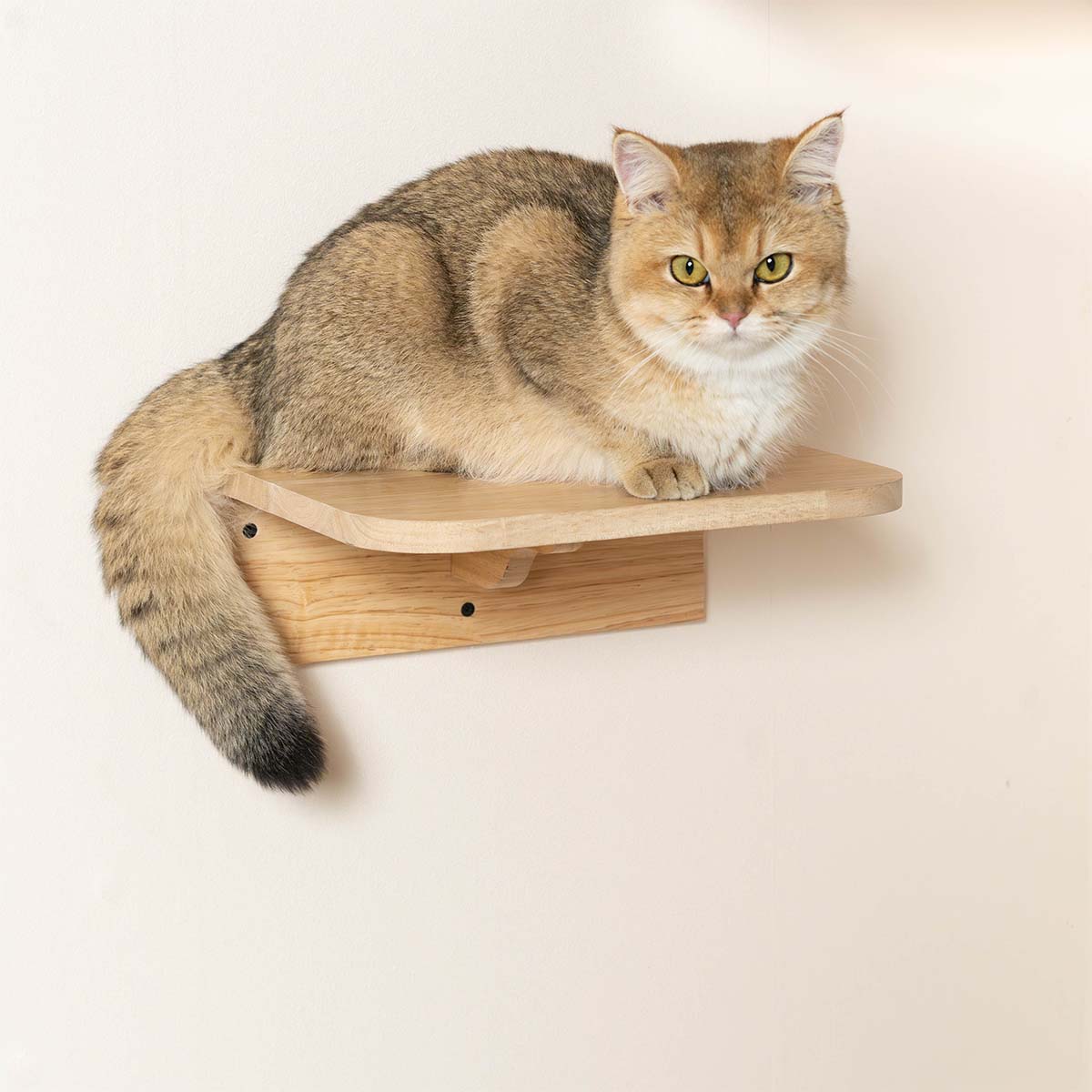 PETOMG Cat Shelf Wall, Cat Wall Furniture, Cat Ladder | Cat Wall Mounted Set | Rubberwood