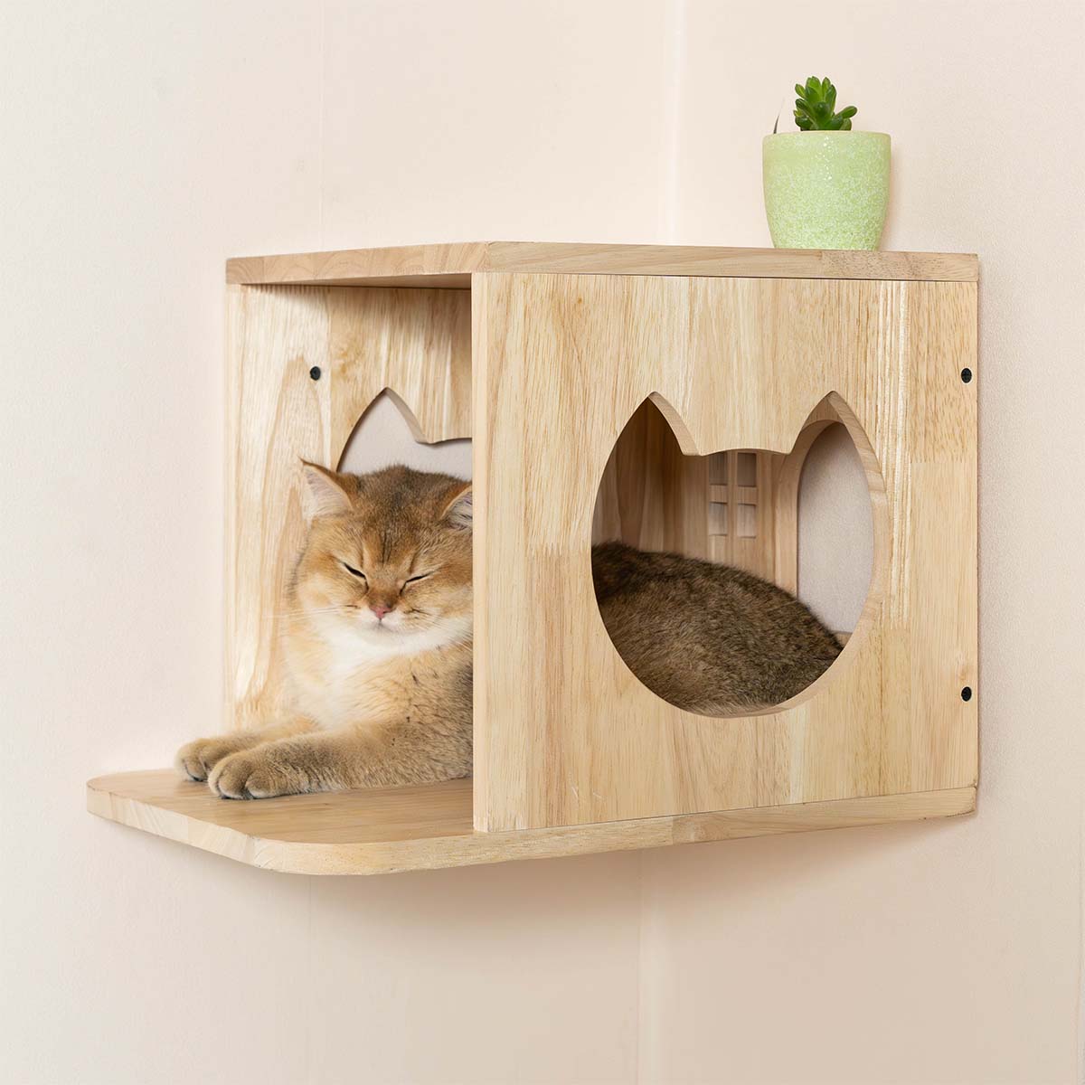 PETOMG Cat Shelf Wall, Cat Wall Furniture, Cat Ladder | Cat Wall Mounted Set | Rubberwood