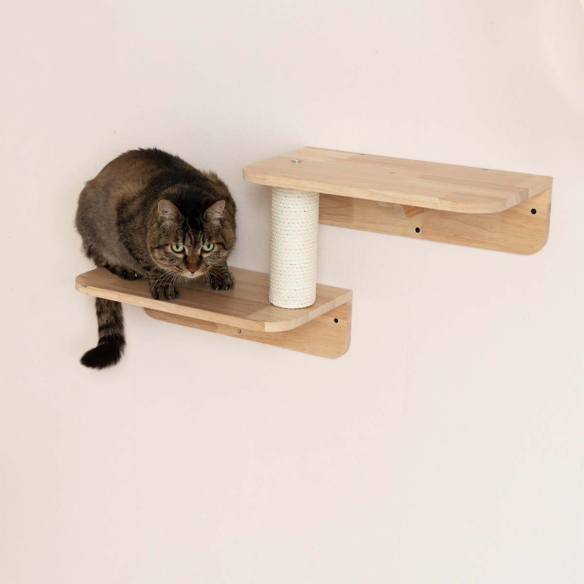 PETOMG Paseos para gatos, Muebles de pared para gatos, Montado en la pared para gatos | Juego de pared para gatos | Madera de caucho