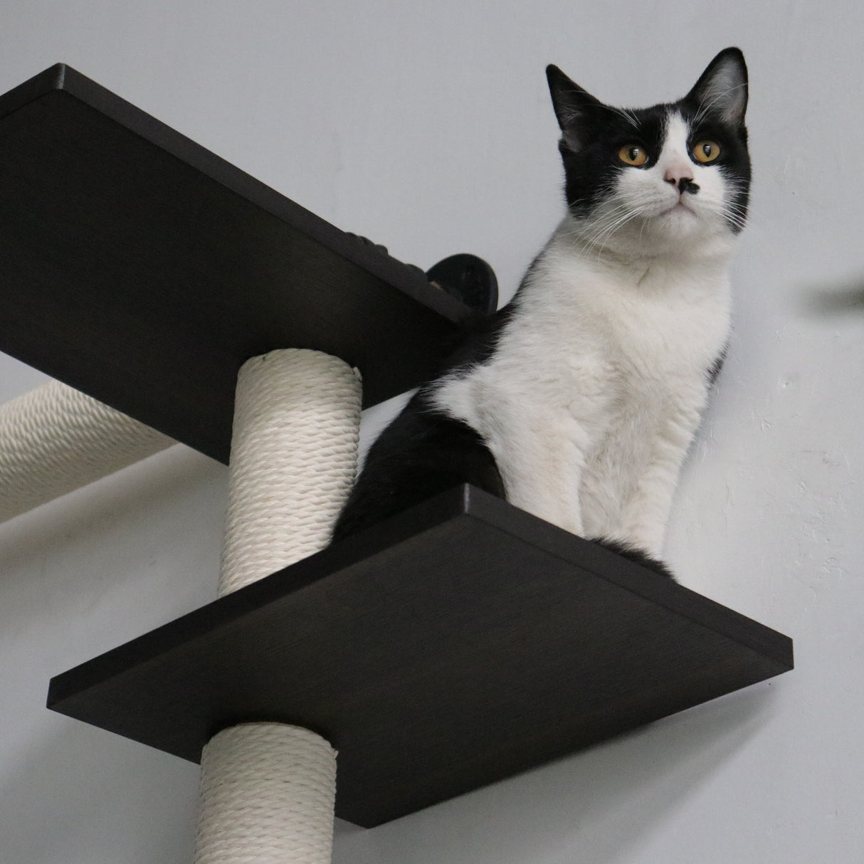 Modern Luxury Industrial Wall-Mounted Cat Climbing Set | Smoked Rubberwood | Anti-Slip & Durable