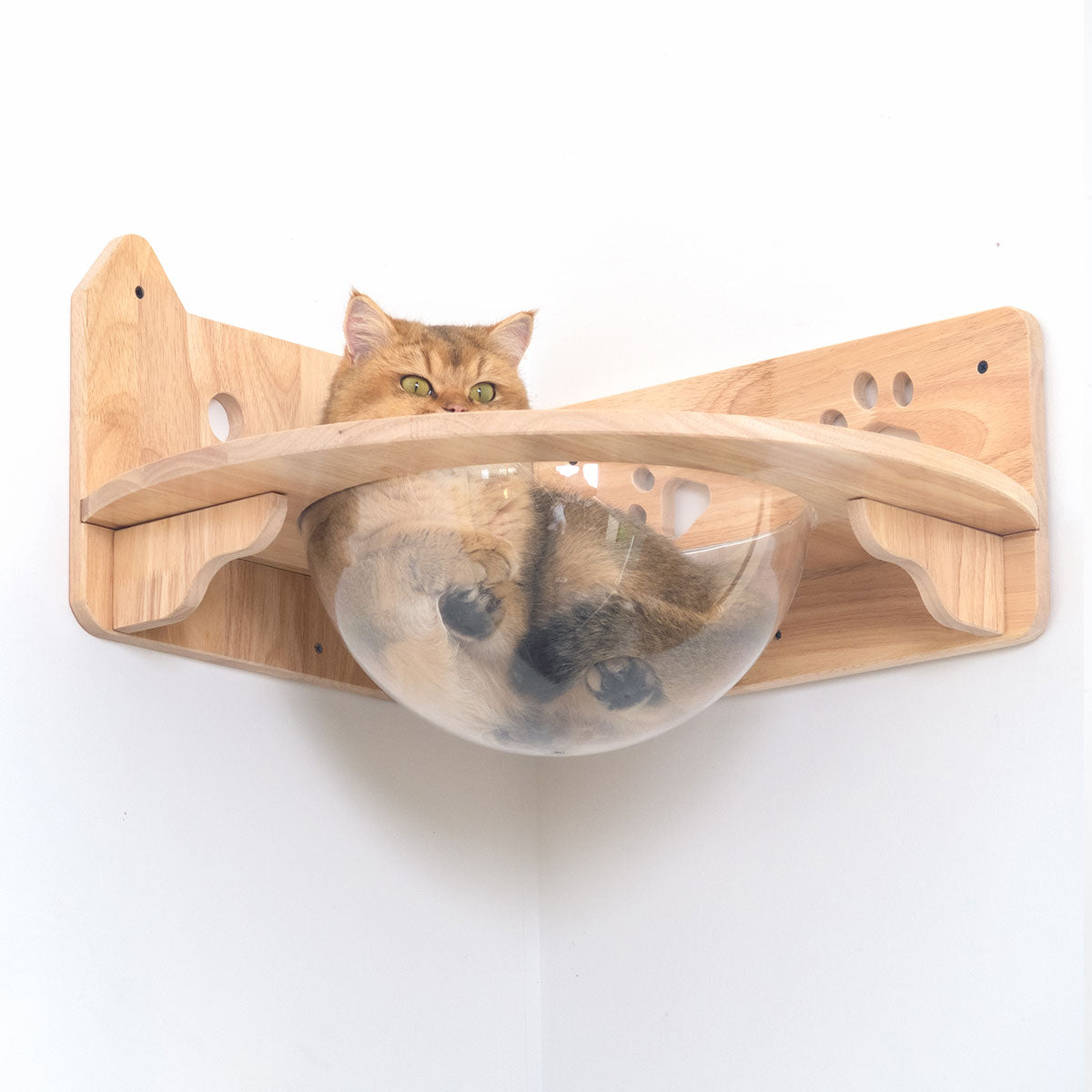 PETOMG Cat Perch, Cat Shelf, Wall Mounted Cat Furniture, Cat Spaceship | Rubberwood