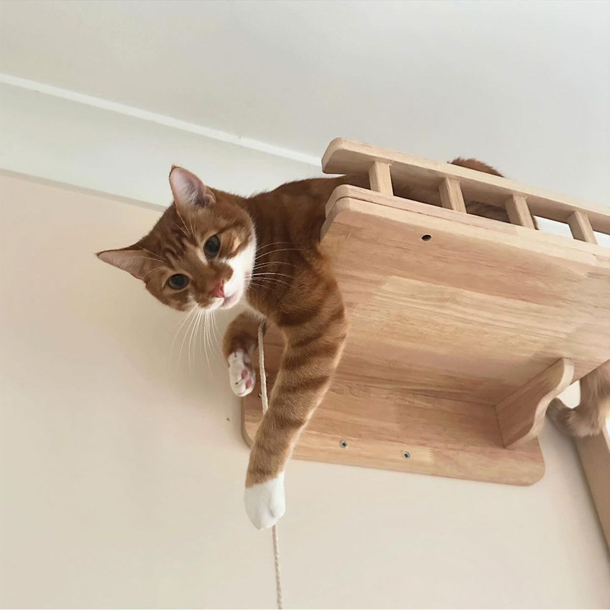 PETOMG Cat Perch, Cat Wall Bed, Cat Shelf Wall | Rubberwood