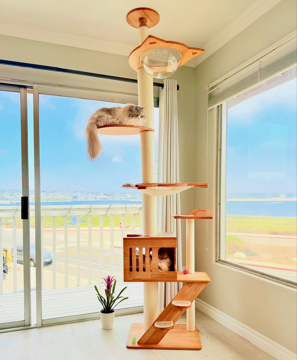 A floor-to-ceiling cat tree beside bright windows