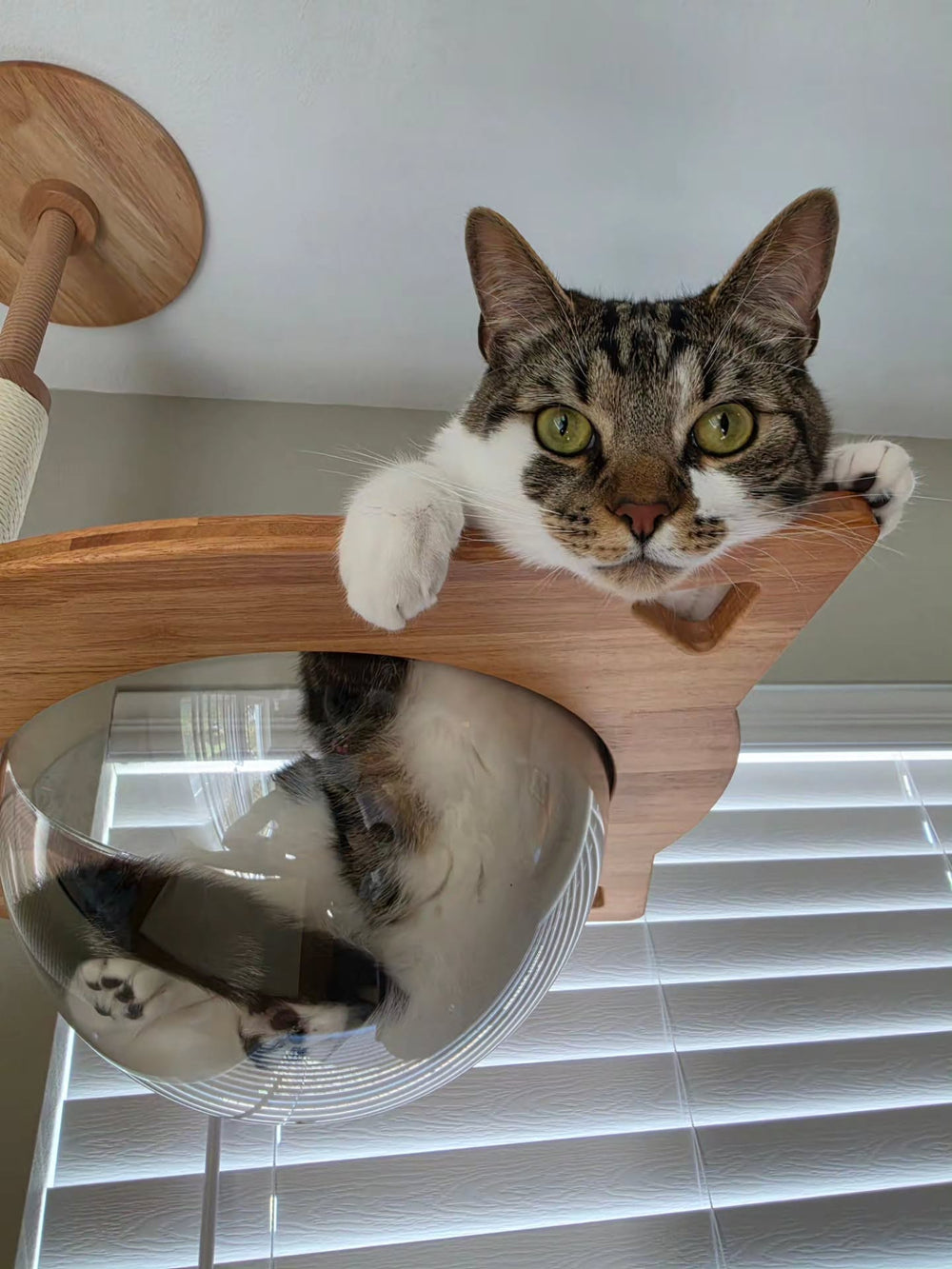 A tabby cat resting in a transparent bowl on a cat tree
