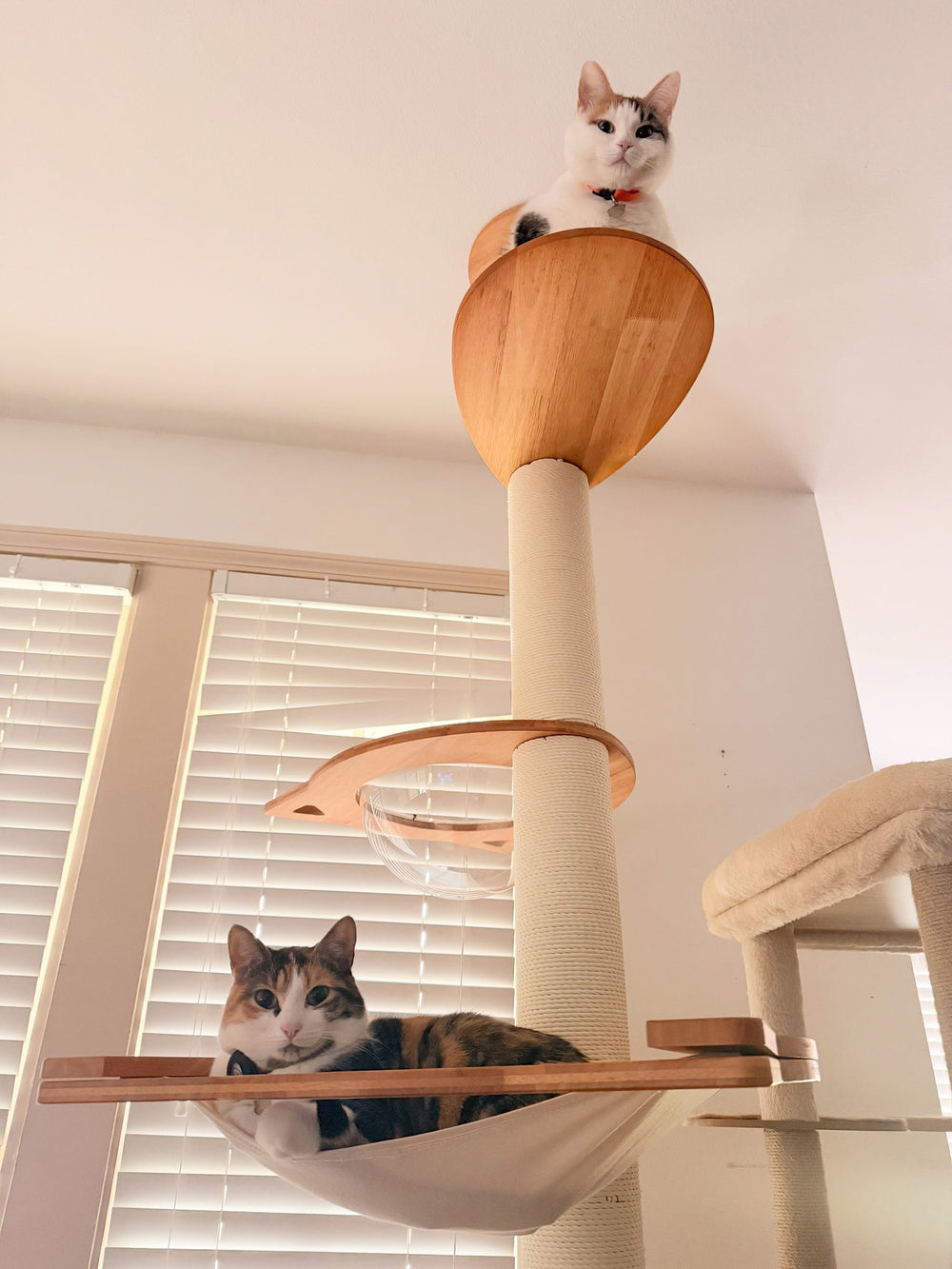 Two cats sharing upper platforms on a cat tree