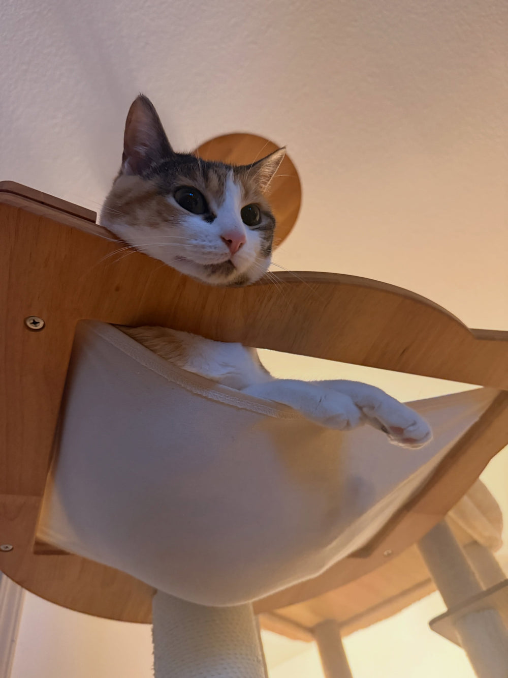 A cat relaxing in a fabric hammock on a wooden cat tree