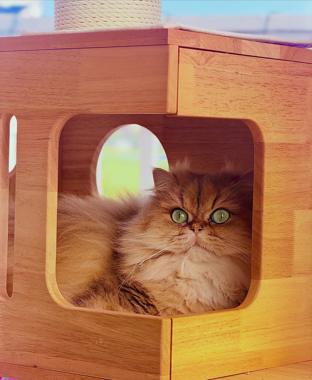 A fluffy cat resting inside a wooden cat-tree house