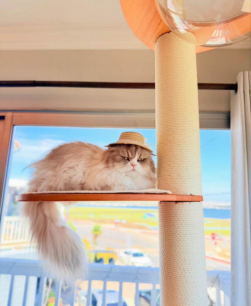 A fluffy cat resting on a cat-tree platform in sunlight