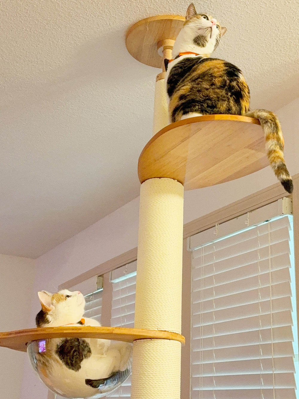 Two cats using platforms at different heights
