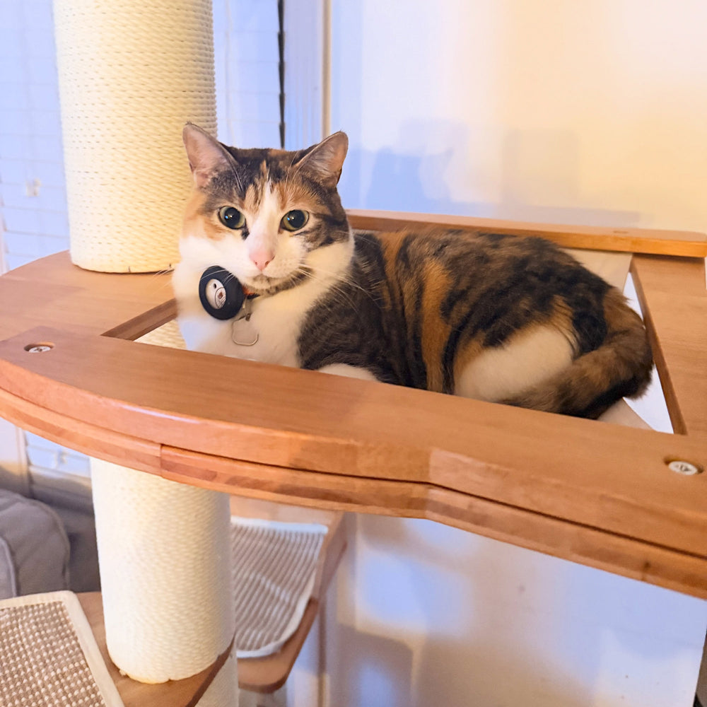 A calico cat resting on a wooden cat-tree platform