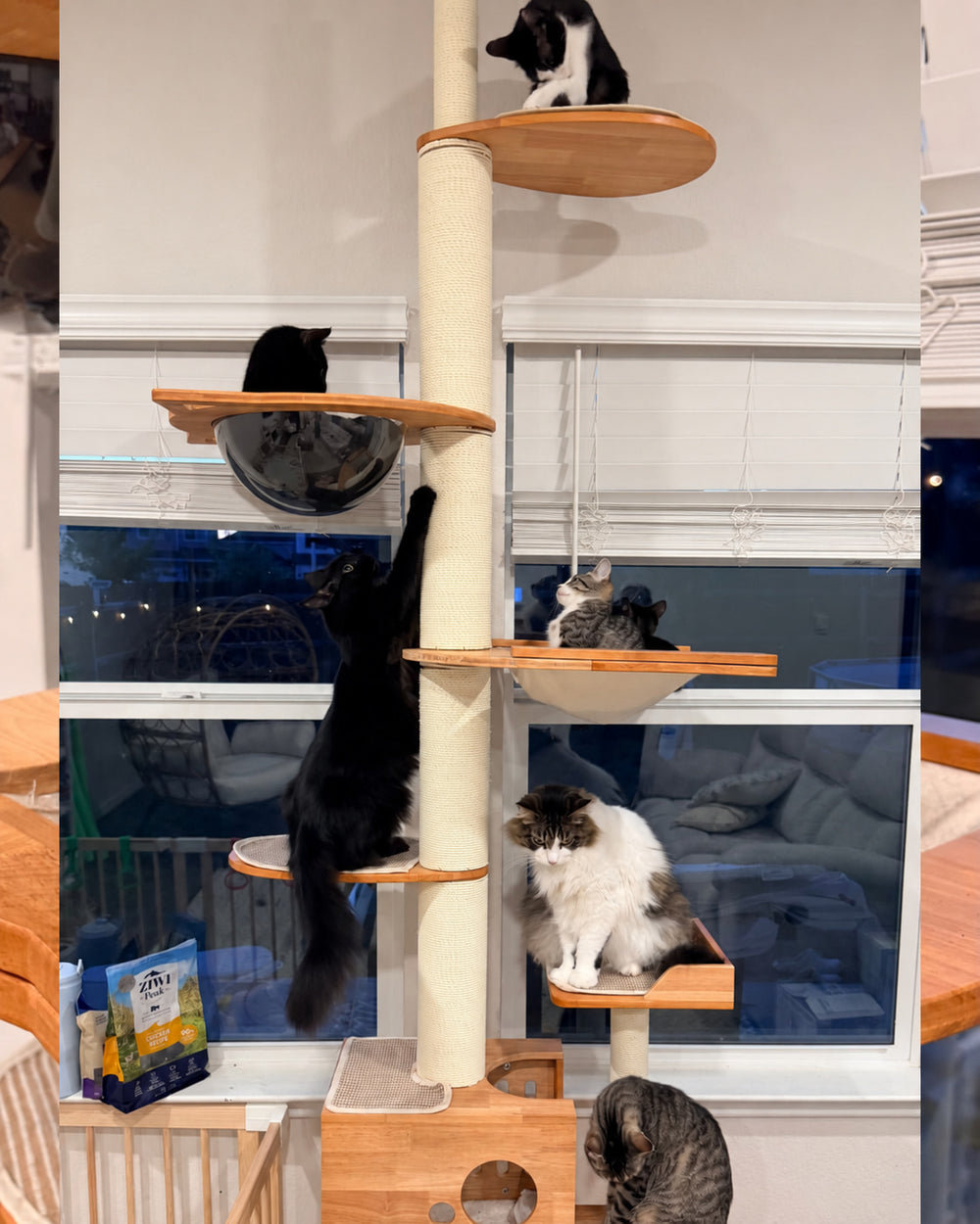 Several cats sharing a cat tree