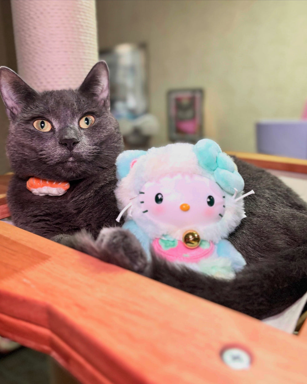 A gray cat resting beside a colorful toy on a wooden platform