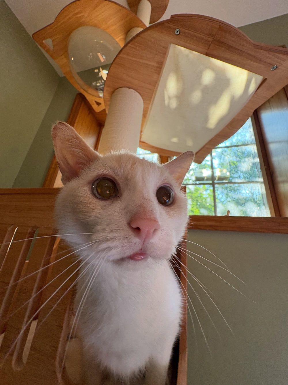 A close-up of a cat on its wooden cat tree