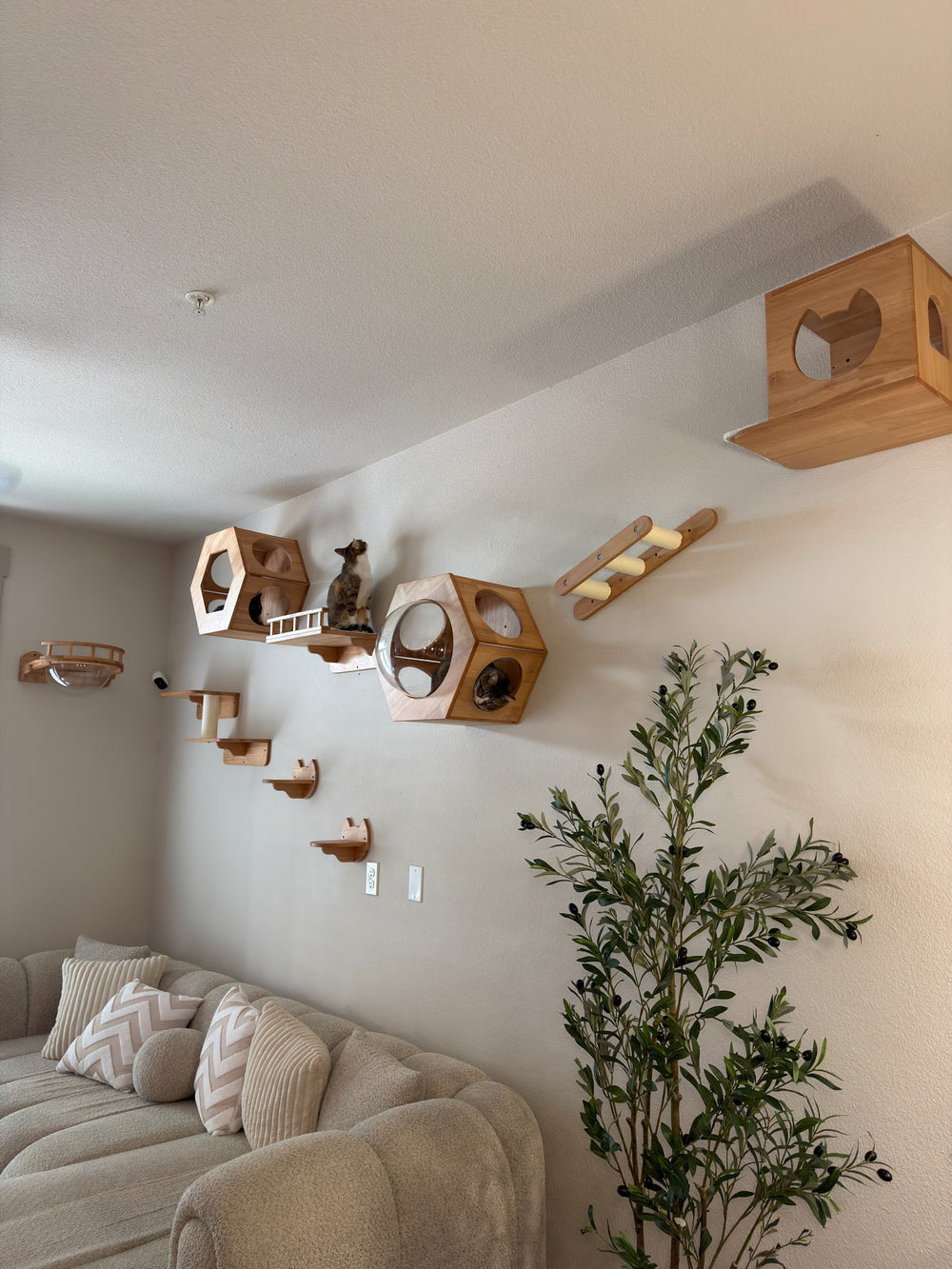 Cat wall furniture above a sofa beside an indoor tree