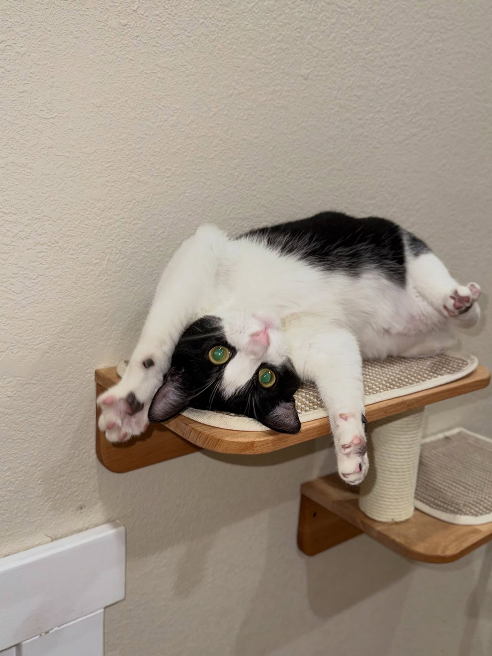 A black and white cat resting on a wall platform