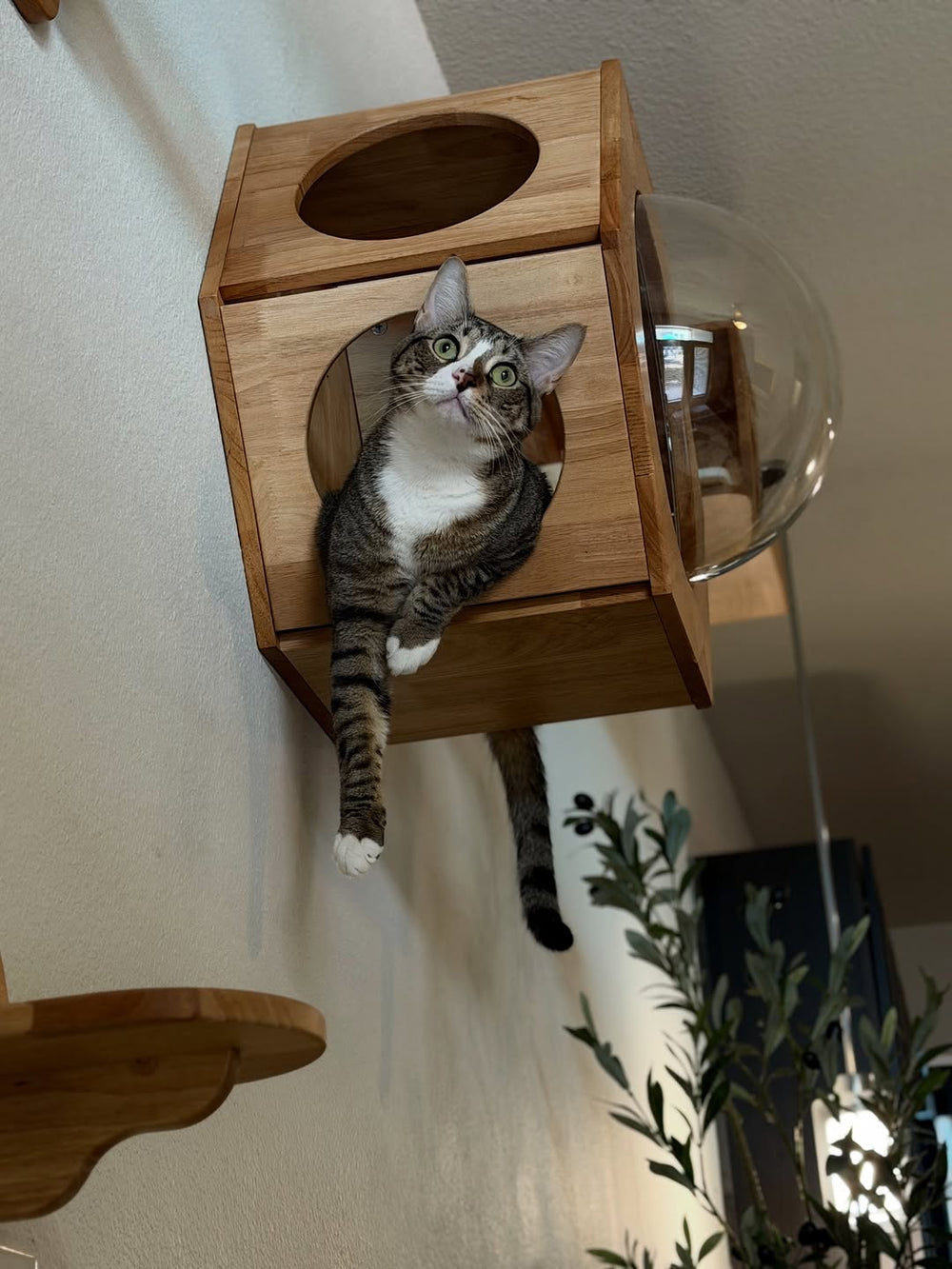 A tabby cat looking out of a wooden wall house