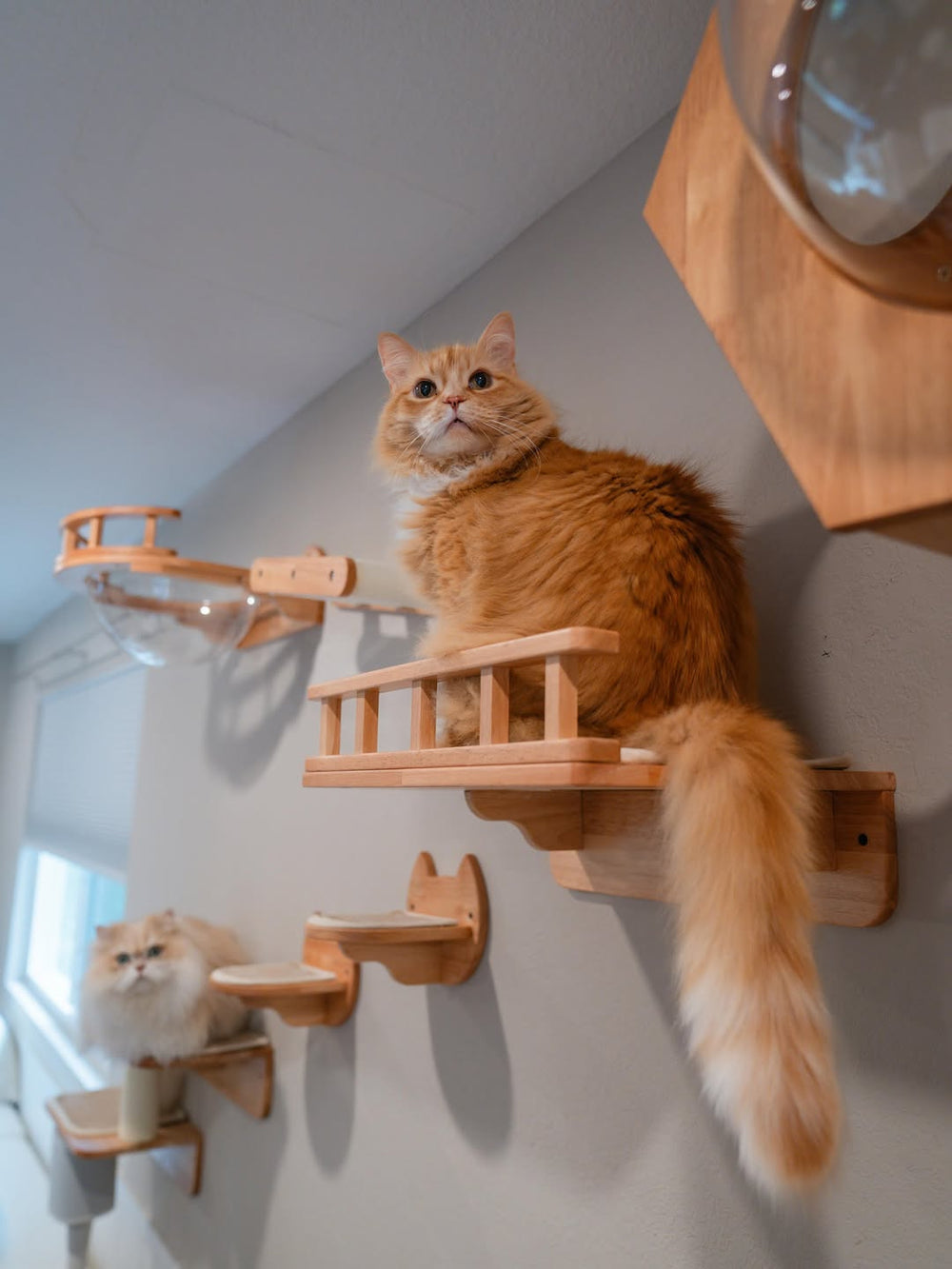 An orange cat and a fluffy cat using wall perches