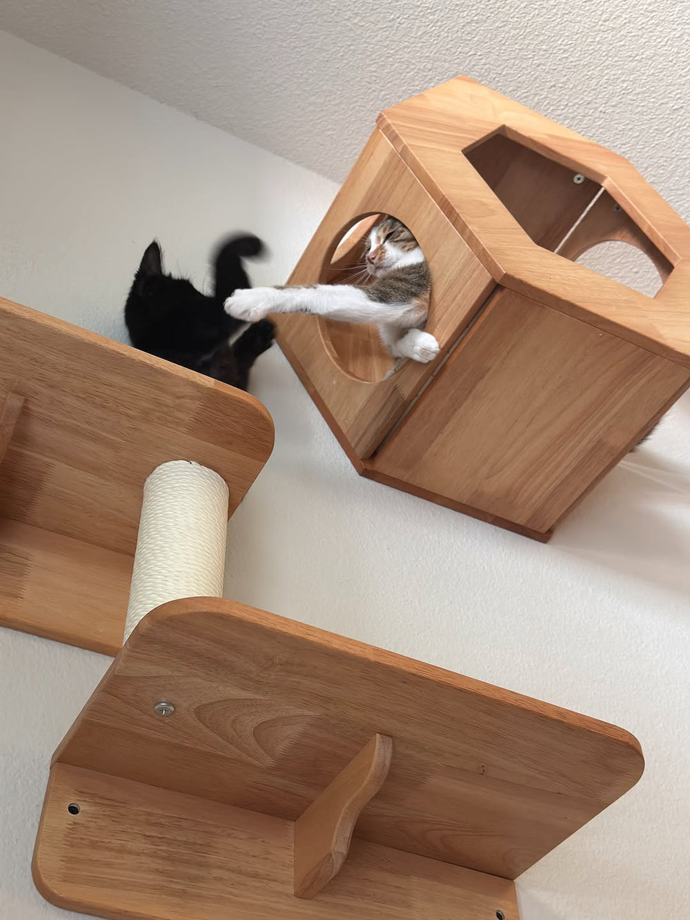 A cat reaching out of a wooden bubble house above climbing platforms