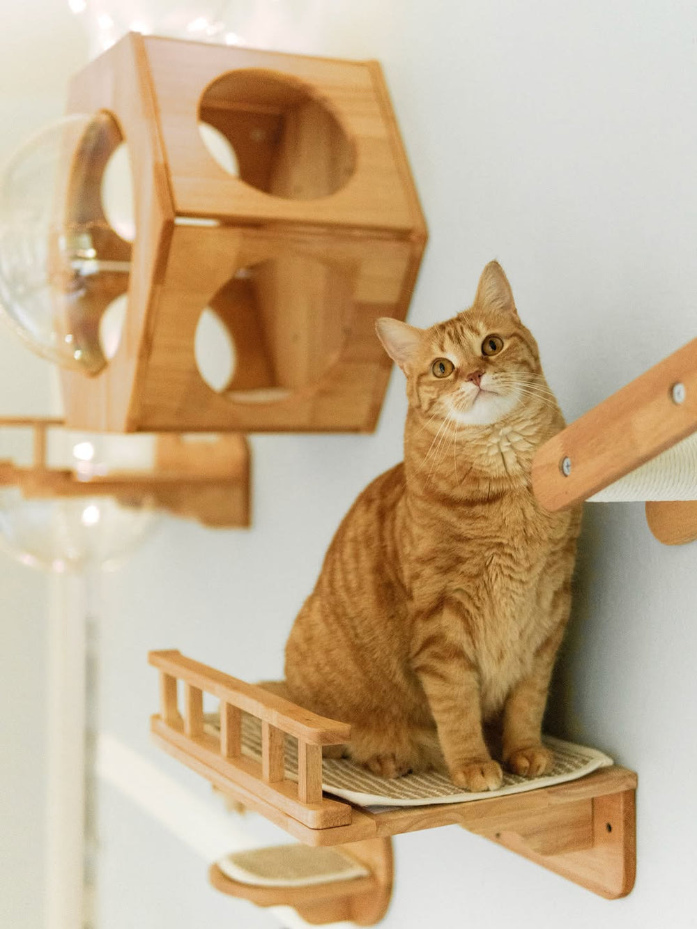 An orange cat sitting on a wooden wall perch