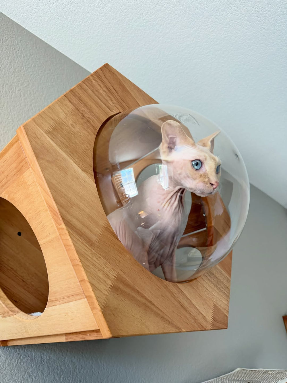 A hairless cat looking out of a wall-mounted bubble house