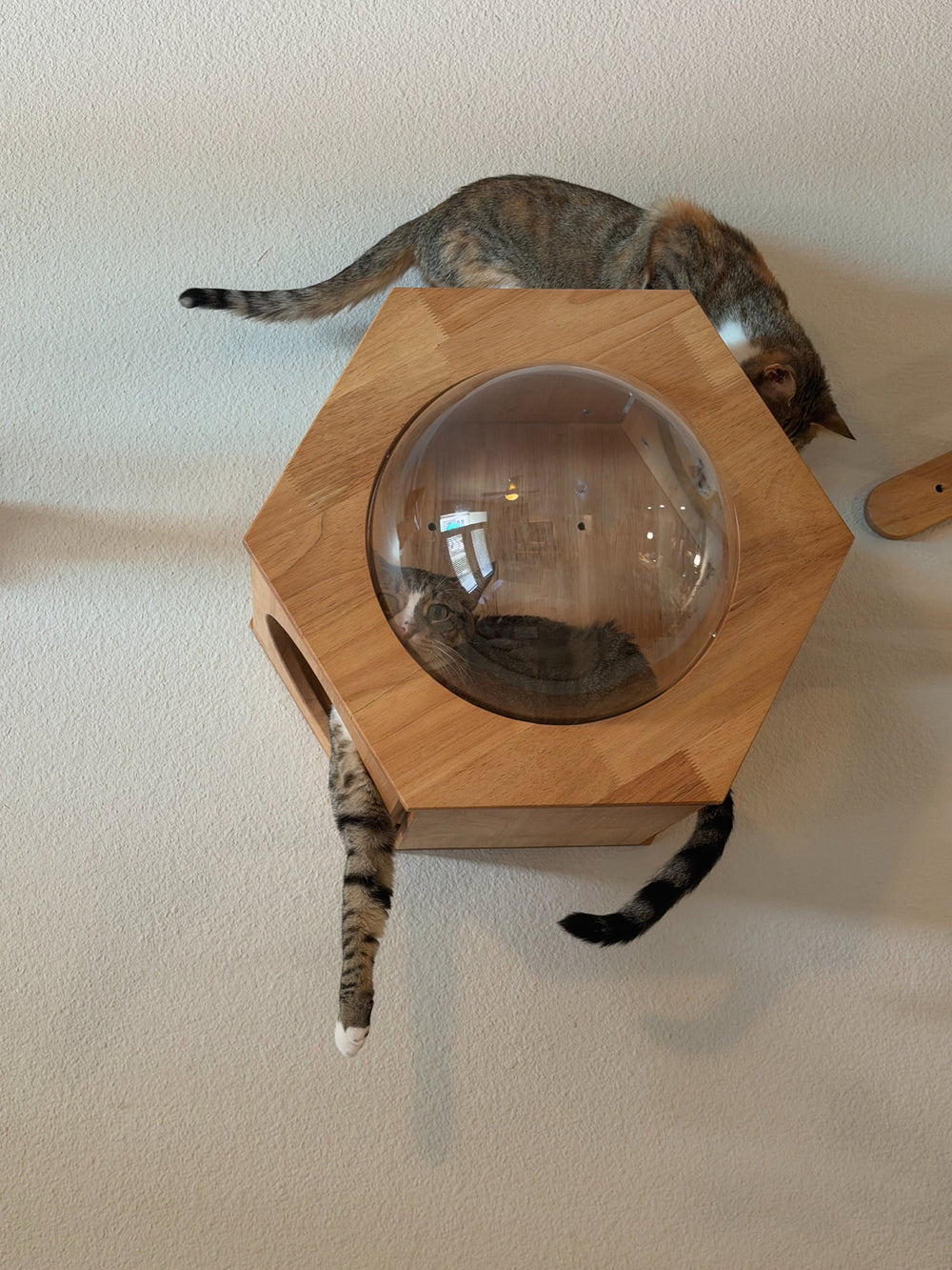 Cats exploring a wall-mounted bubble house