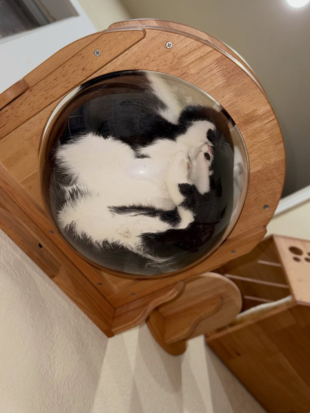 A black and white cat curled up in a transparent wall bowl