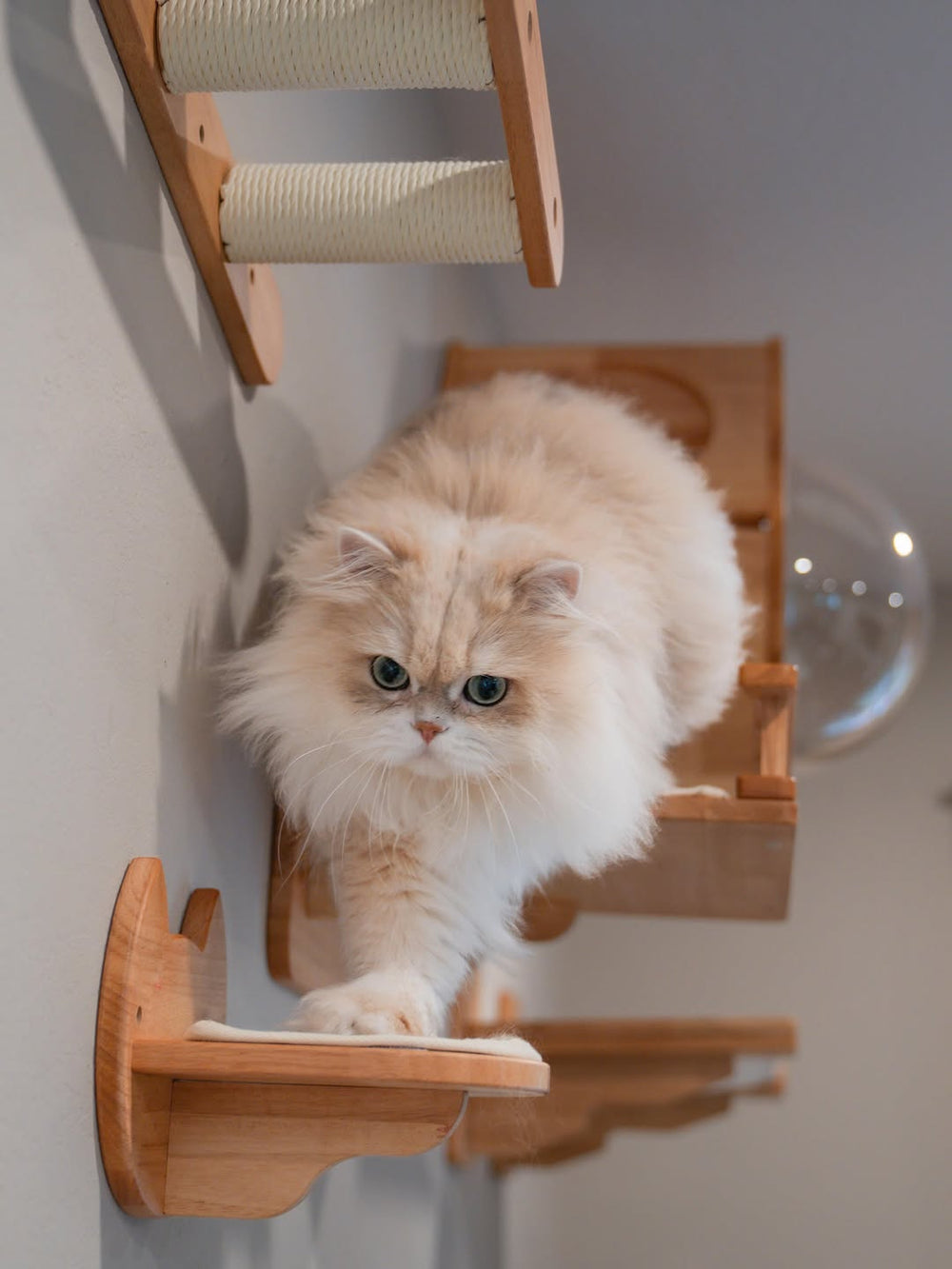 A fluffy cream cat stepping between wooden wall perches