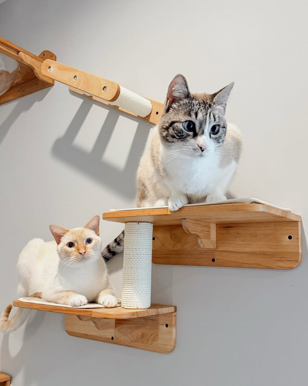 Two cats resting on connected wooden wall platforms