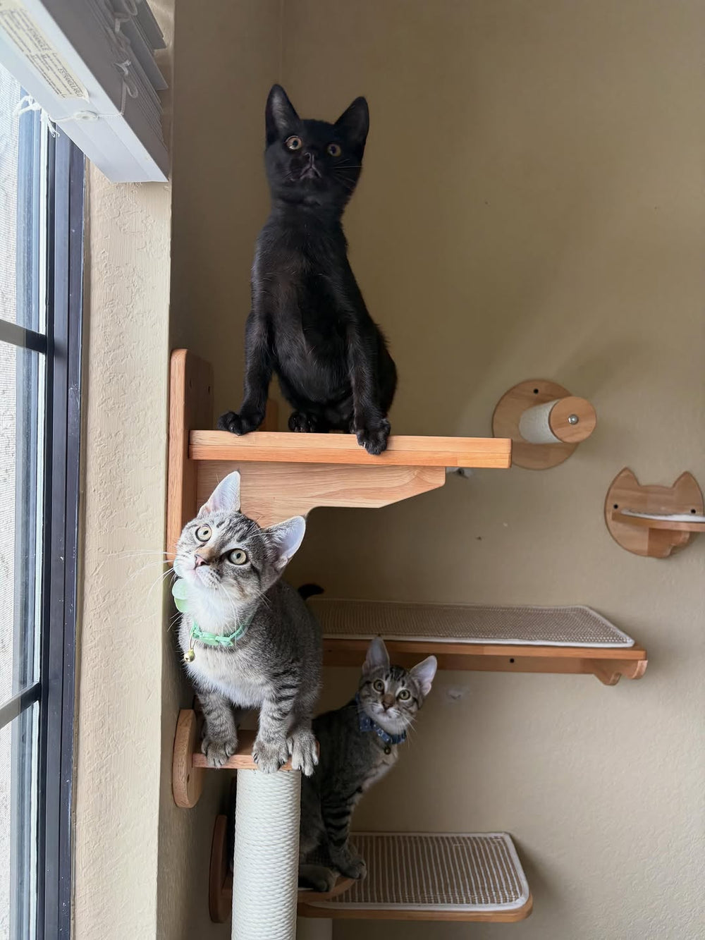 Three cats sharing wooden wall perches beside a window