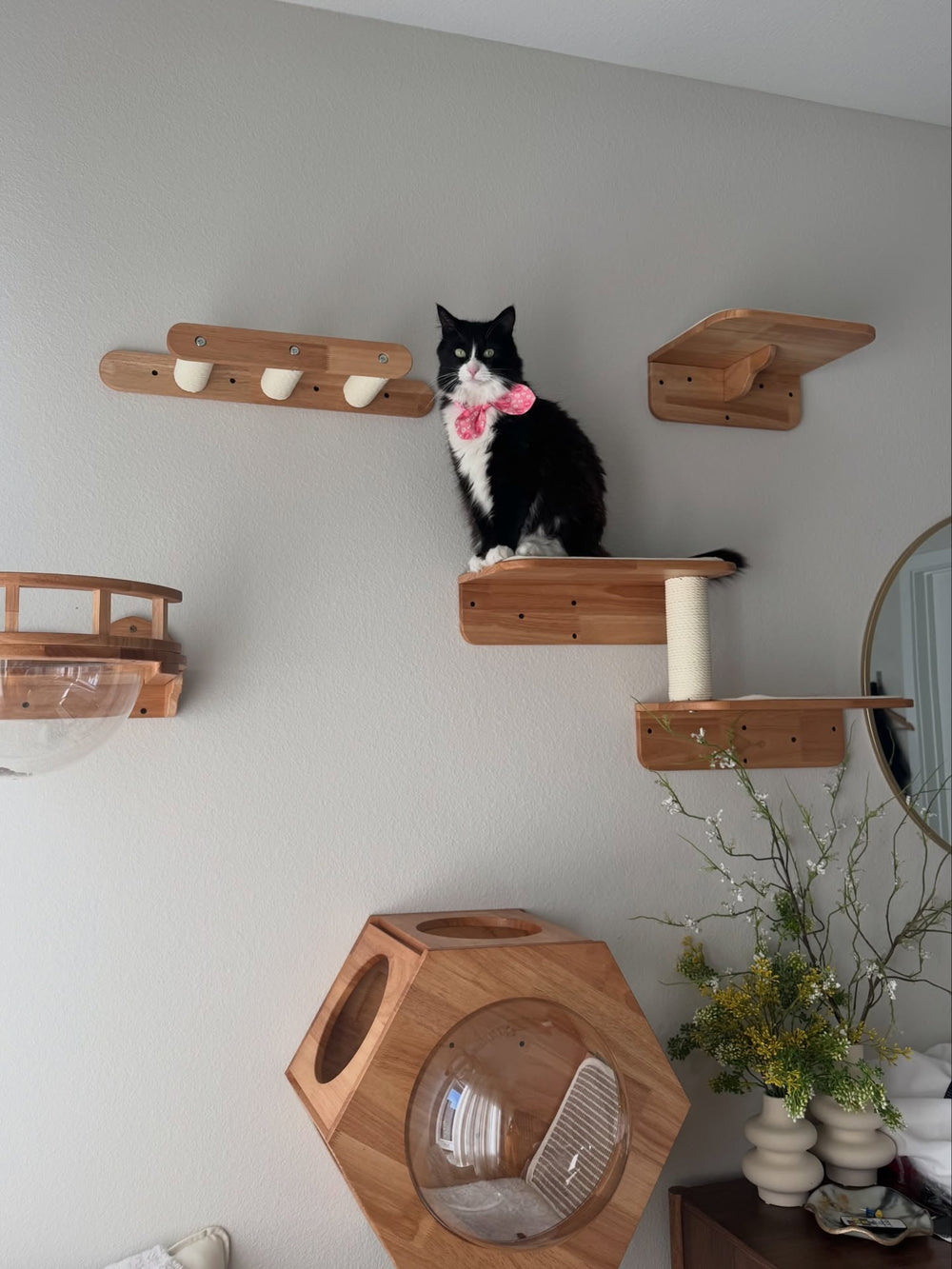 A black and white cat wearing a pink bow on wooden wall platforms beside a mirror and flowers