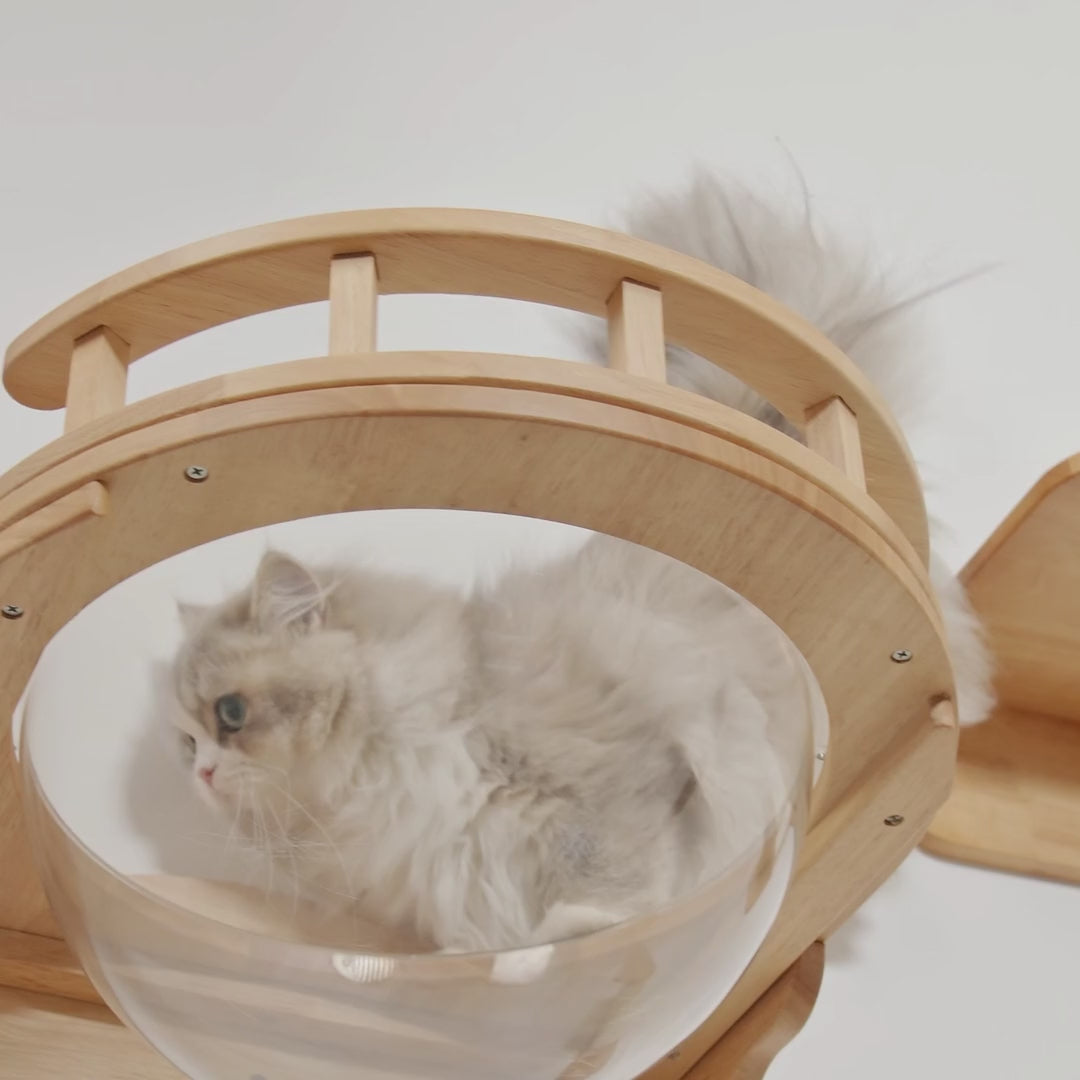Cat Wall Bubble Bowl,CM09