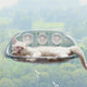 Cat Window Hammock with Washable Cover | PET Material | Big Cat Bed with Suction Cups | Support up to 44 lbs