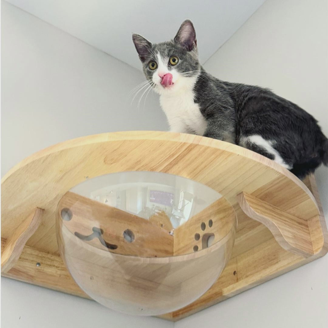 PETOMG Percha para gatos, estante para gatos, muebles para gatos montados en la pared, nave espacial para gatos | Madera de caucho